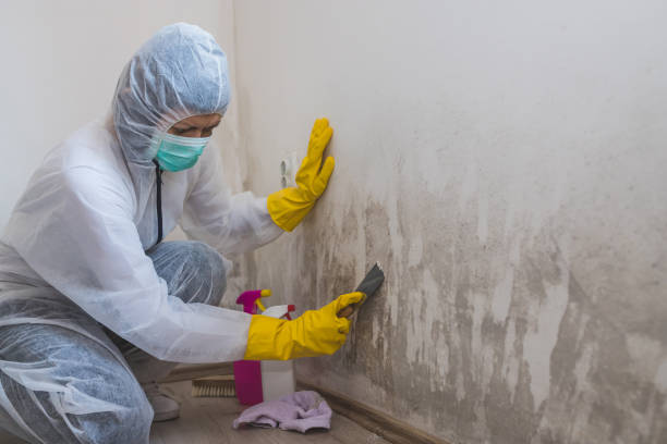 Best Attic Mold Removal  in Leakesville, MS