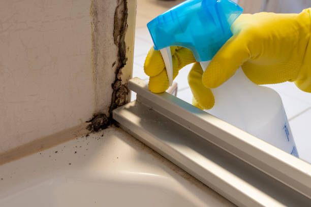 Best Mold Removal Near Me  in Leakesville, MS