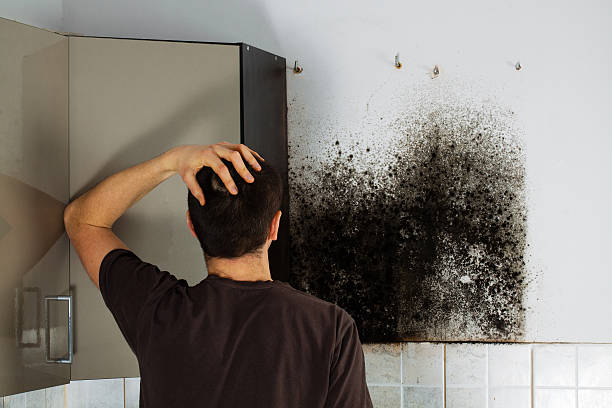 Best Certified Mold Removal  in Leakesville, MS